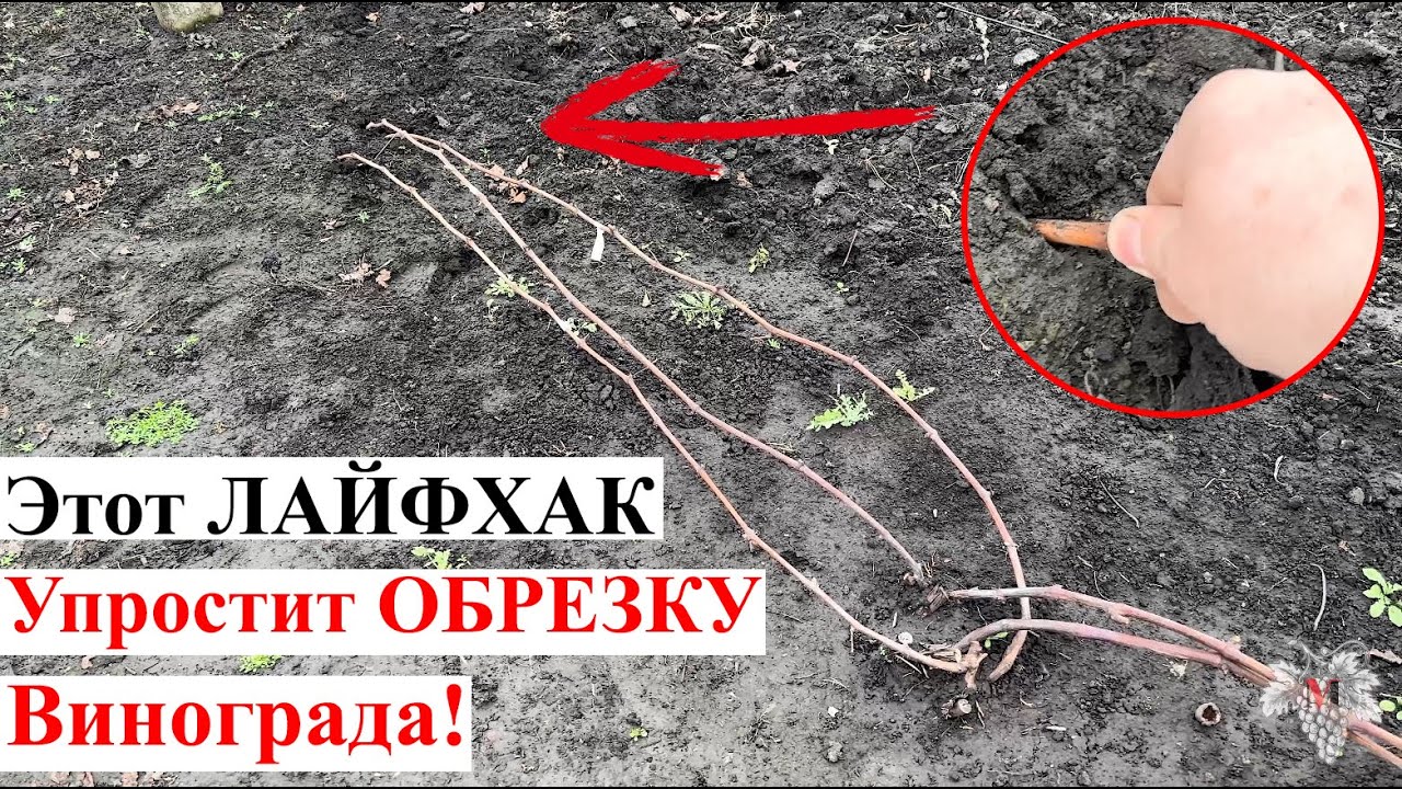 ЛАЙФХАК Облегчающий ОБРЕЗКУ и УКРЫТИЕ Винограда!