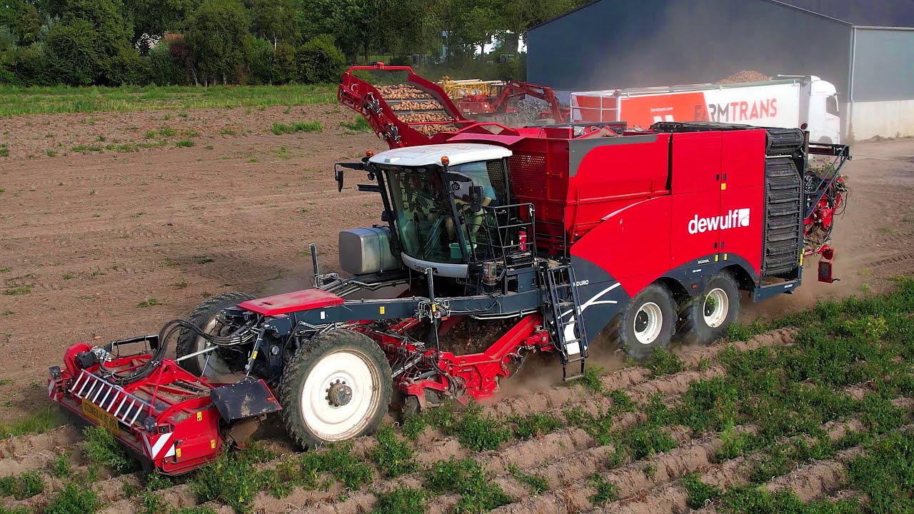 Aardappels rooien | Harvesting potatoes | Kartoffelernte | Dewulf | Dezeure | Case IH