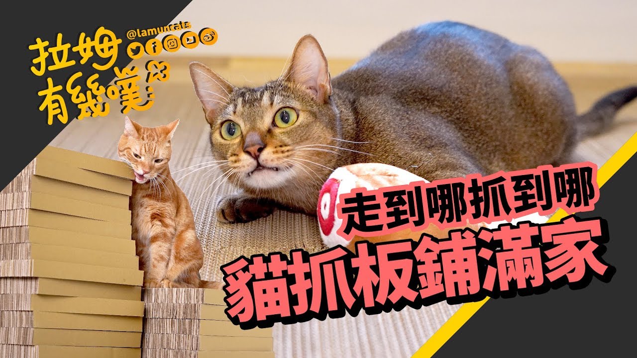 如果家裡地板全是貓抓板！？貓咪簡直嗨翻了｜拉姆有幾噗 ♢