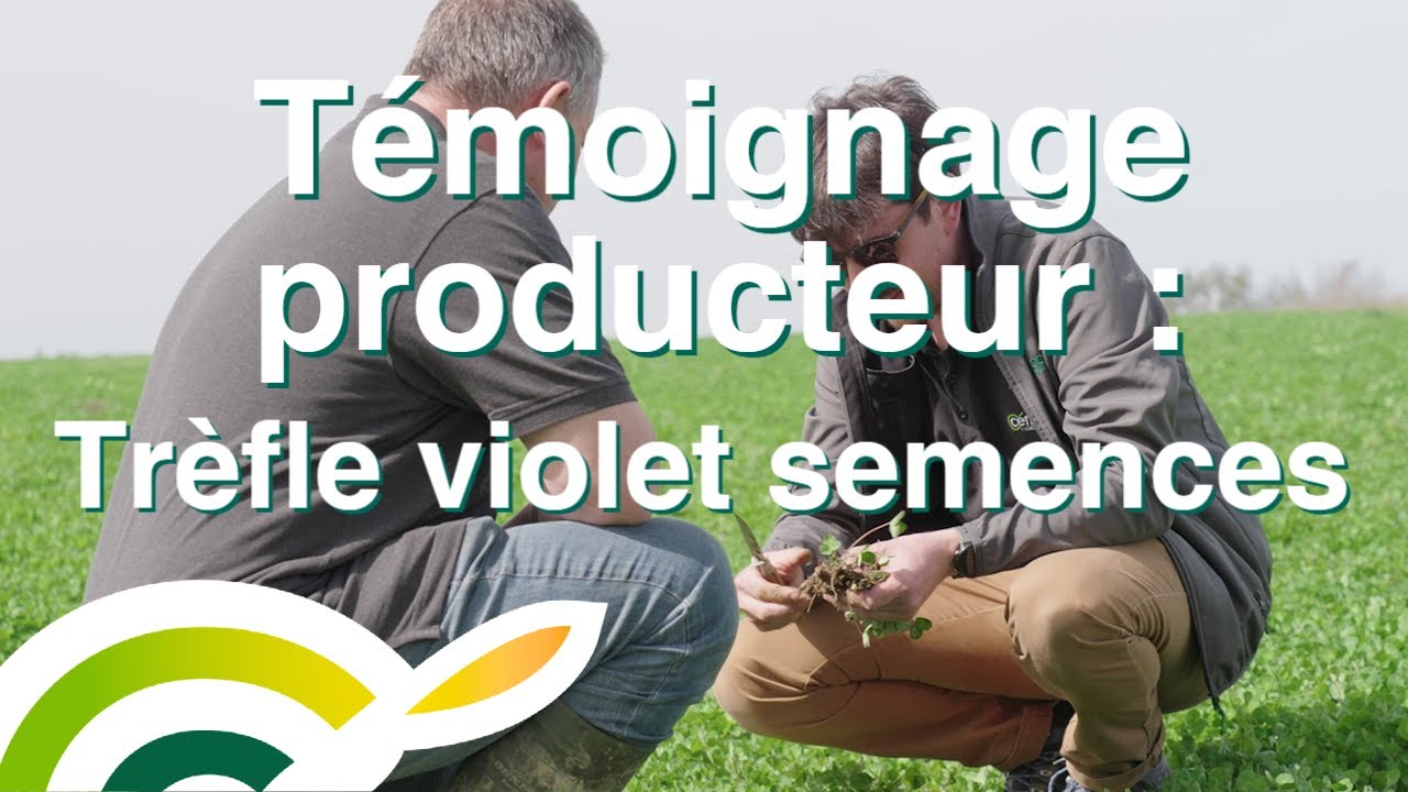 La production de semences de trèfle violet : témoignage d'un agriculteur multiplicateur - Cérience