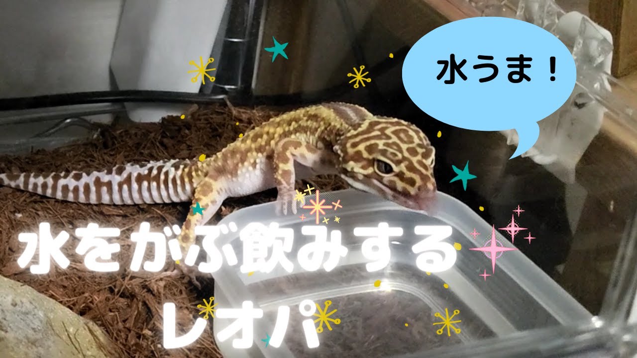 【水をがぶ飲みするレオパ】レオパ観察日記＃6