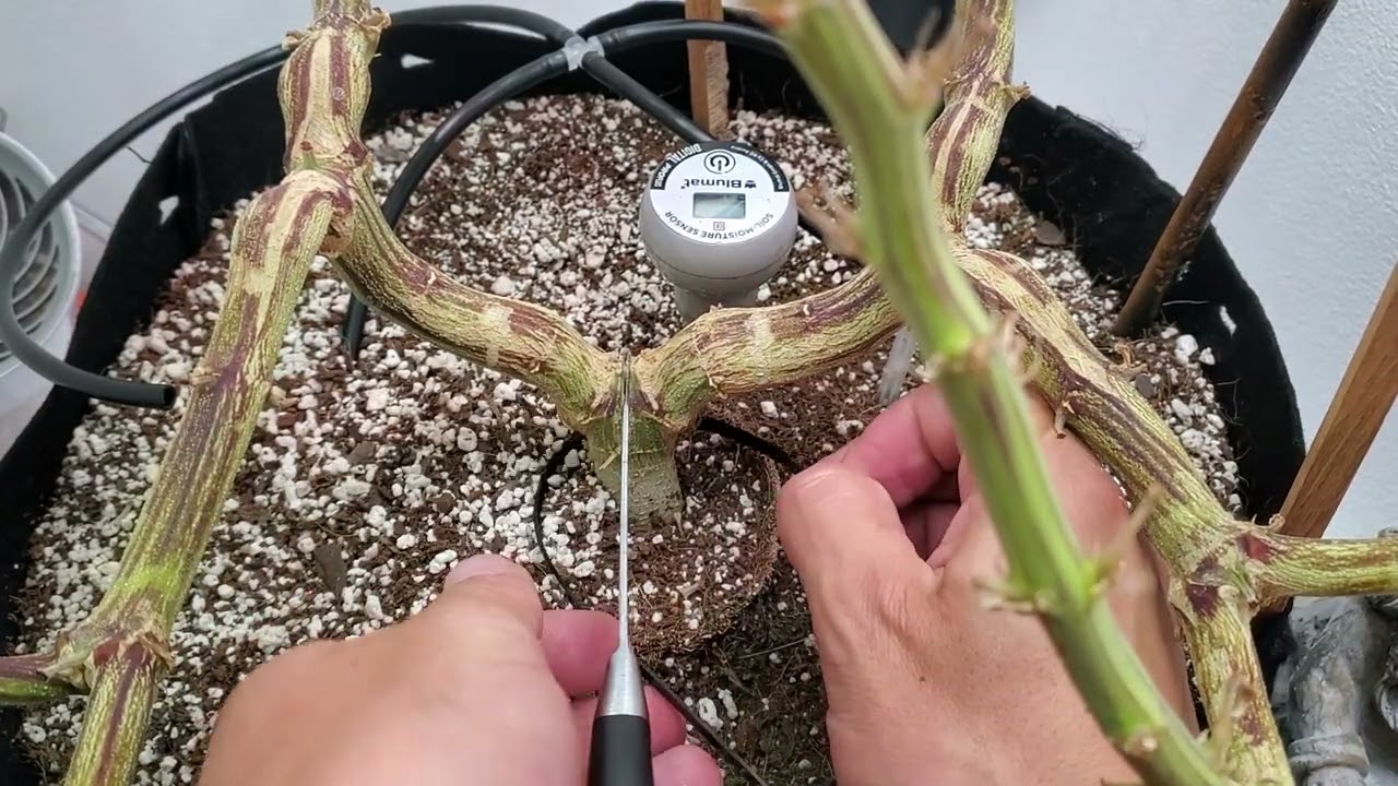 BlumenBot DZ1- Purple Kush - 1ST TIME STEM SPLITTING!