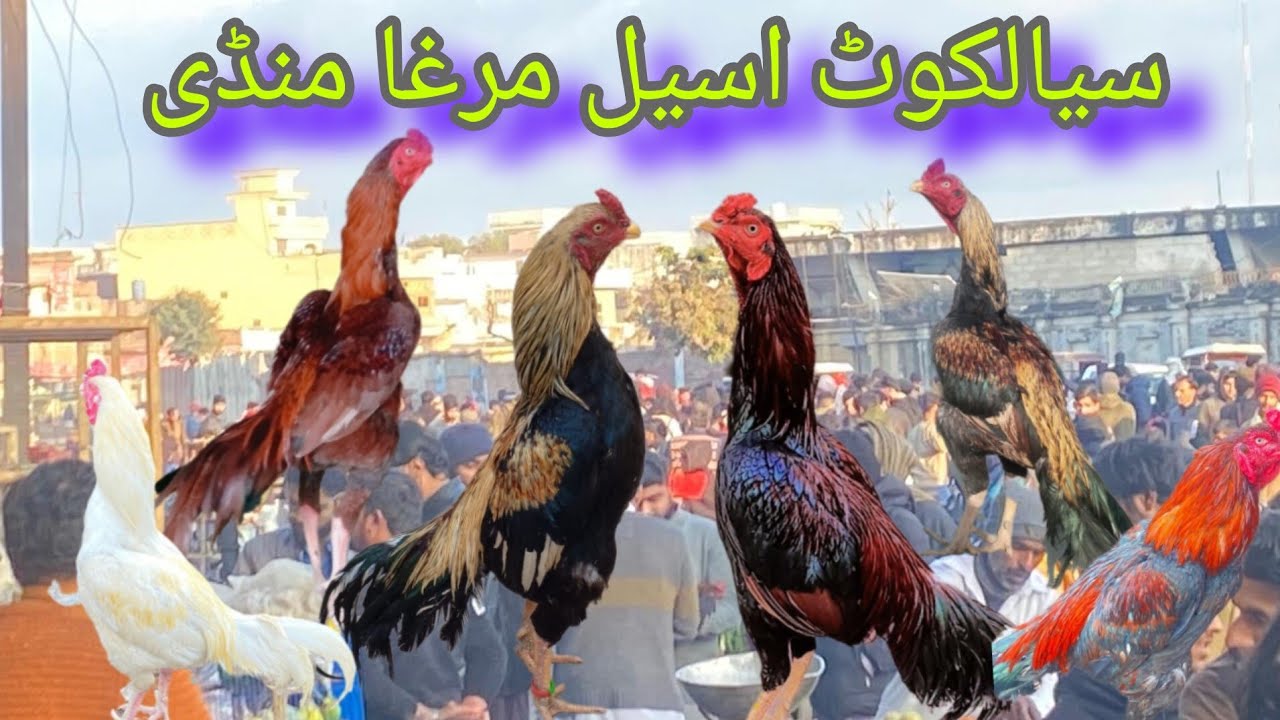 sialkot birds & aseel murghi mandi price update #birdslover #mandi