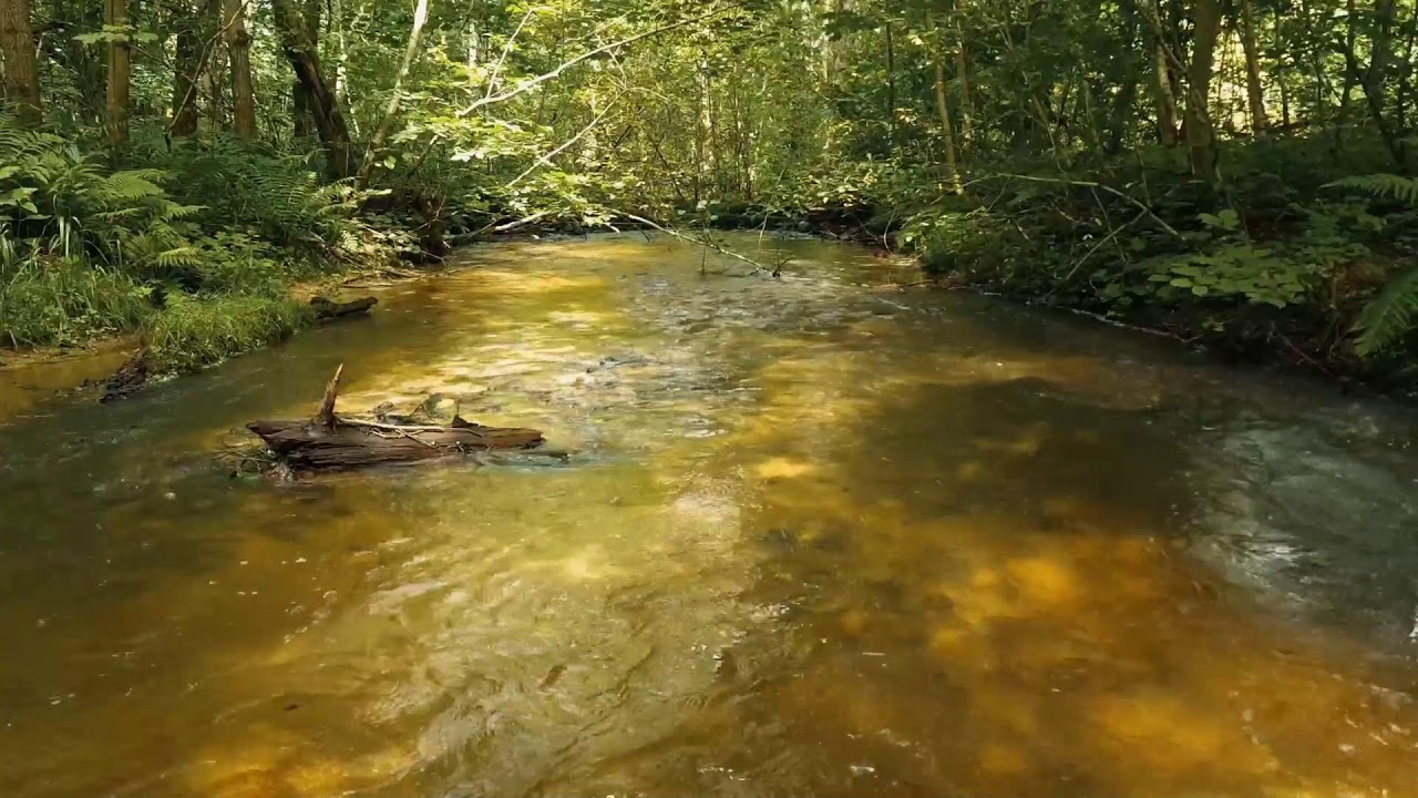 Relaxing River Sounds 🌊 | Live Nature Audio for Sleep, Study & Relaxation