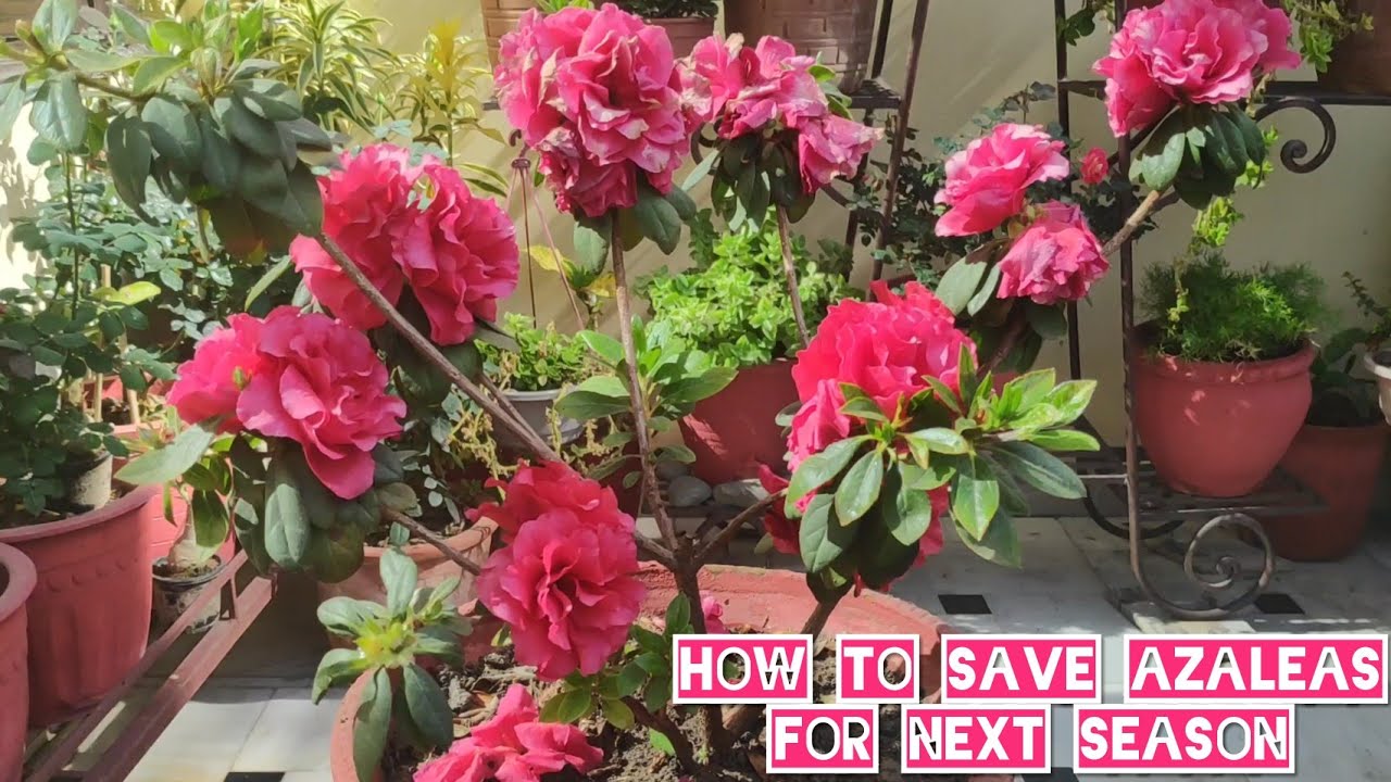 How to grow n care azalea plant, Azalea plant potting mix n care, Azalea summer care