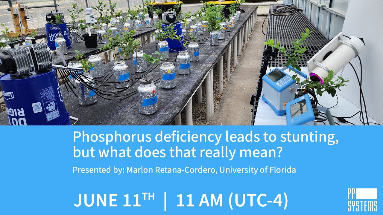 Phosphorus deficiency leads to stunting, but what does that really mean?