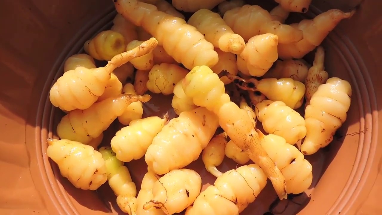 Oca grown in Pots - Big Harvest