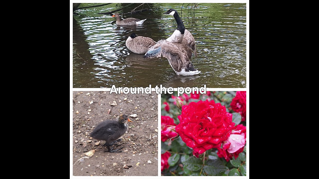 Wanderings in a park: lots and lots of feathered beauties chilling after the rain