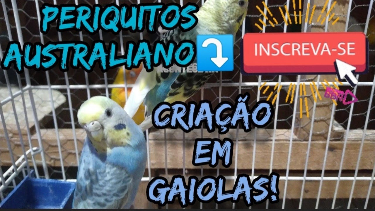 ATUALIZANDO MINHA CRIAÇÃO EM GAIOLAS DE PERIQUITOS AUSTRALIANOS E PERIQUITOS INGLESES!