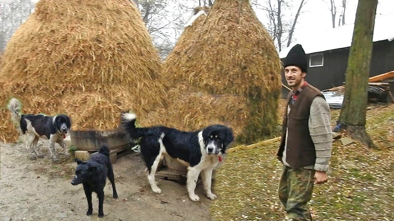 LA MUNTE,FRATII GOSPODARU AU LA STANA OI,CAPRE,VACI.OAMENI MUNCITORI CU PASIUNE PENTRU ANIMALE.