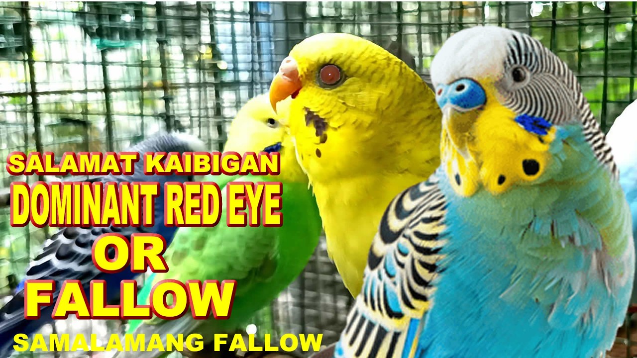 NAG UPDATE SA MGA KEETS 10 ANG ITLOG MAPISA KAYA  AT USAPANG KEETS PA RIN MGA LODS