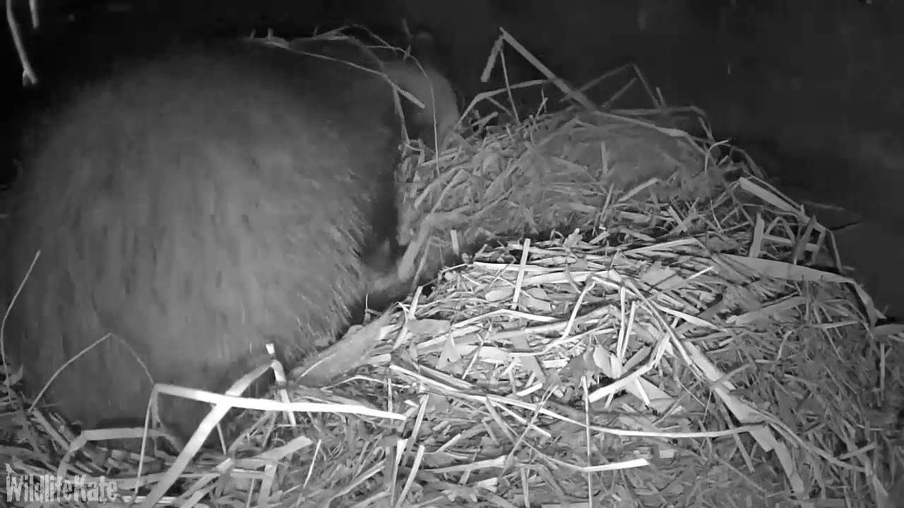 April 28th Badger Sett Getting comfy