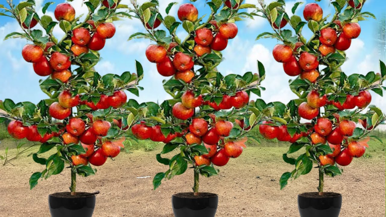 Great Technique For Grafting Apple Tree With Coca Cola & Aloe Vera,how to growing apple tree