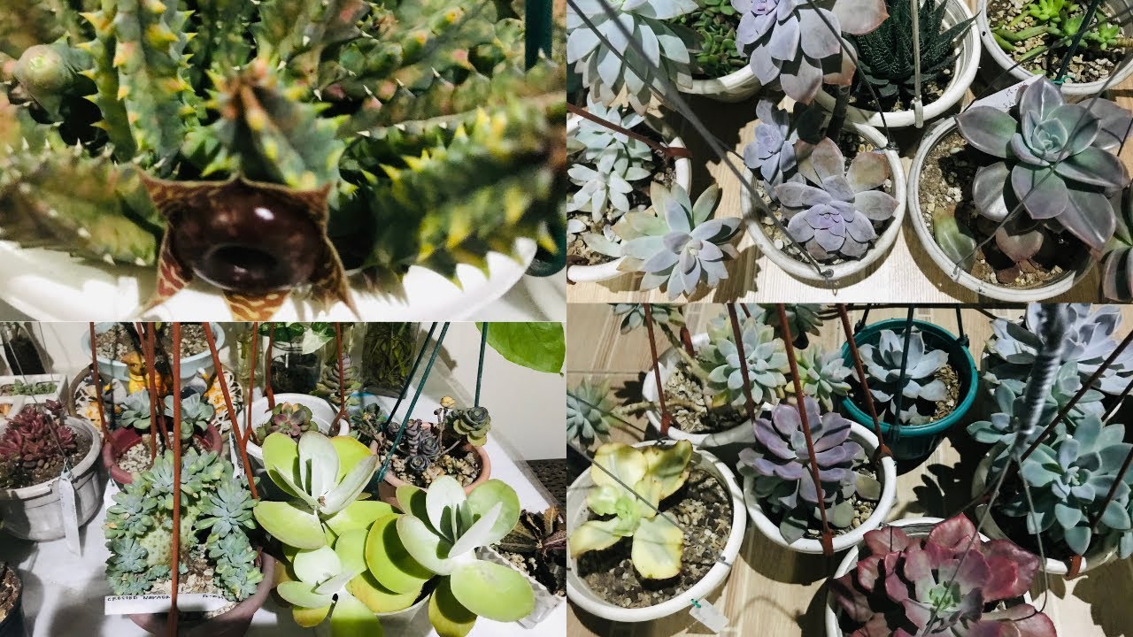 SUCCULENT COUNT OFF | YEAR-END 2022 @passionat60