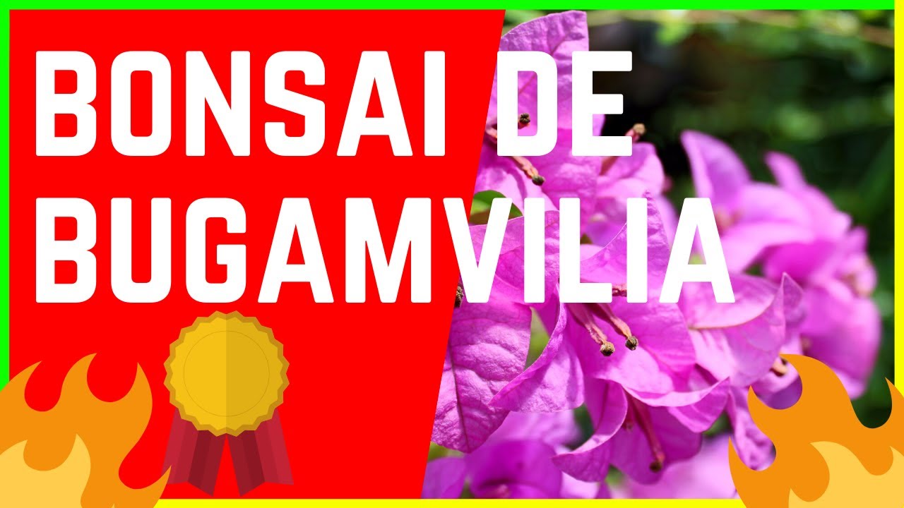 🌳como HACER un BONSAI de BUGANVILIA🌳 PASO A PASO muy BIEN EXPLICADO (parte 1)