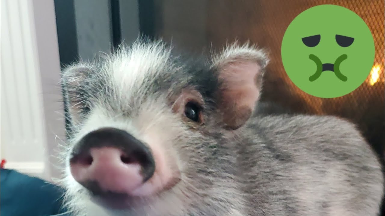 Gross! Watch Mini Pig Ear Wax Removal