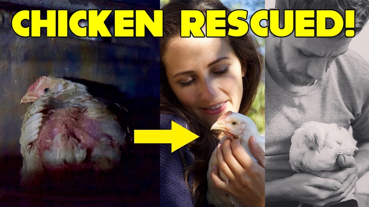 WE RESCUED A CHICKEN FROM A SLAUGHTERHOUSE | Patty's Story