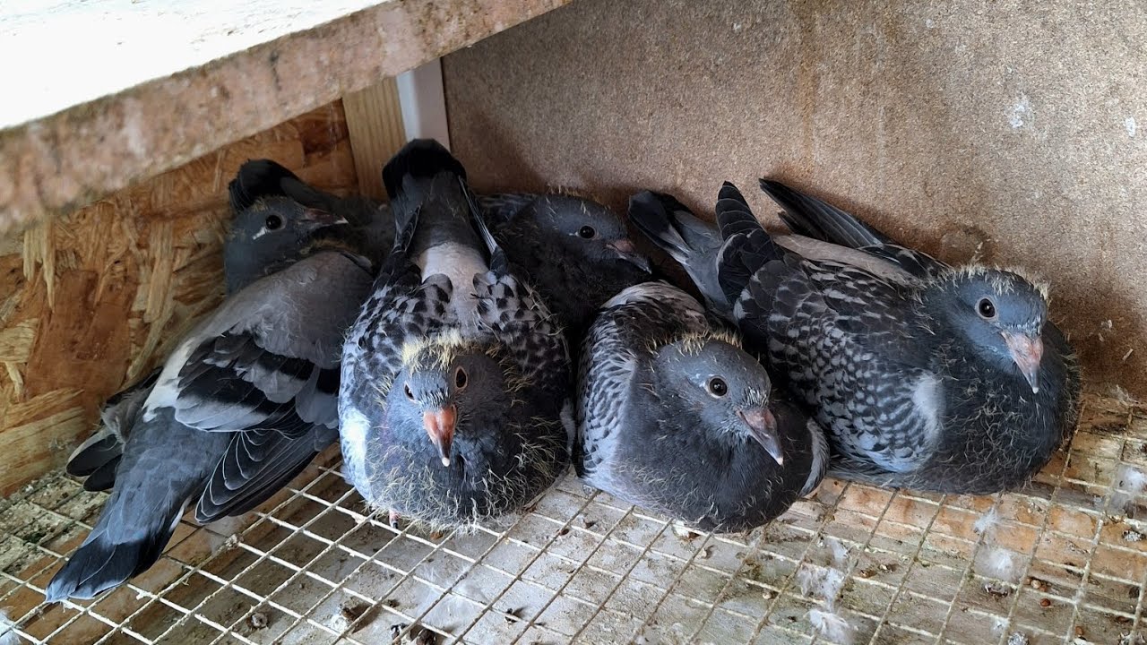 Palomas comiendo 
