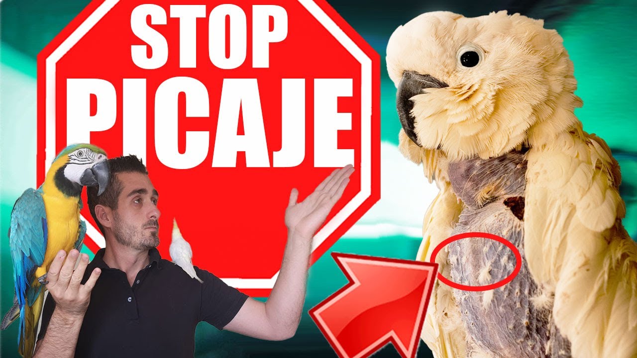 👉¿COMO EVITAR EL PICAJE EN LOROS?😱 ASESORAMIENTO(YACOS ,CACATUAS,GUACAMAYOS,ECLECTUS,ETC)