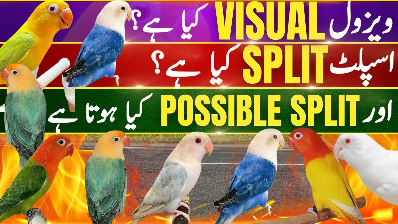 What is Visual ? | What is Split ? | What is Possible Split? In Lovebirds
