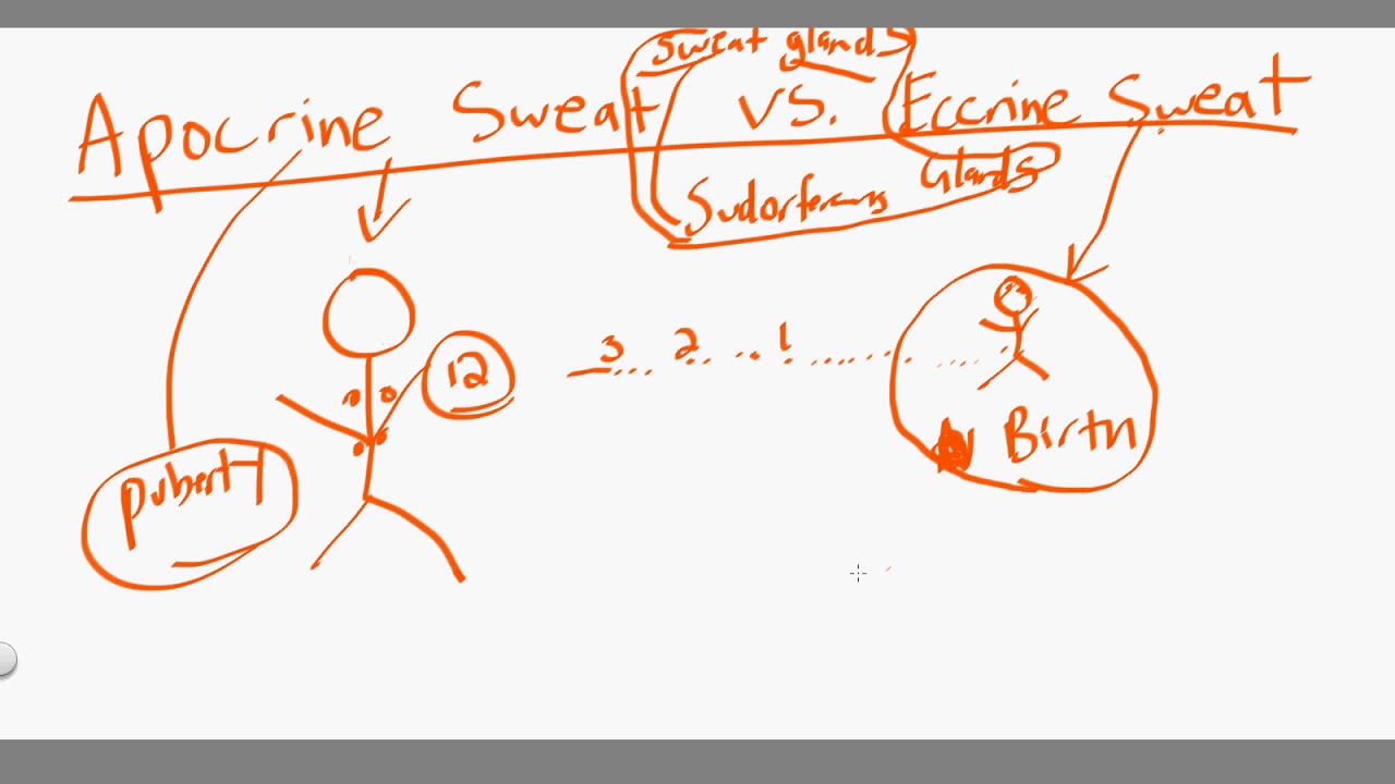 apocrine sweat vs eccrine sweat