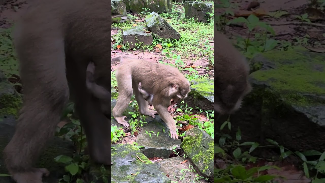 Watch This Baby Monkey Explore for the First Time!
