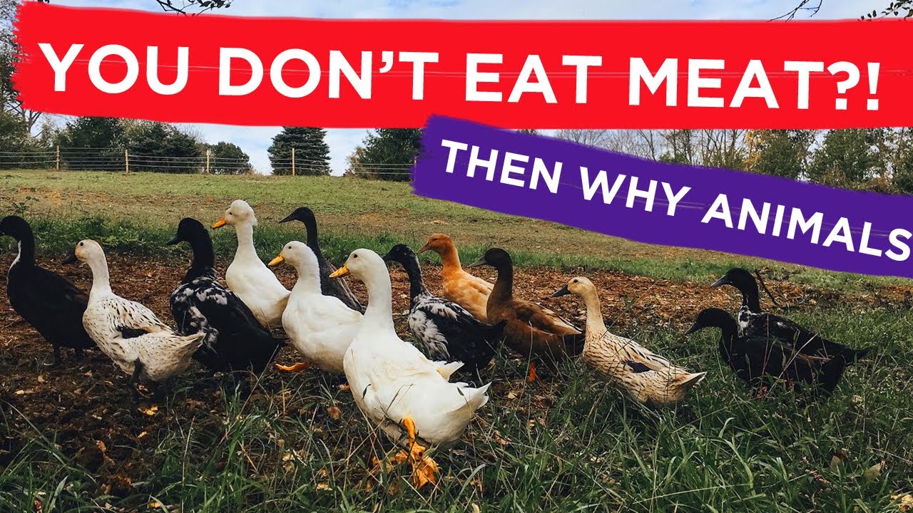 You Don&rsquo;t Have to Eat Your Animals to Homestead / Permaculture Plant-Based Farm