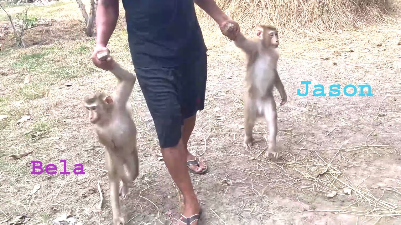 Holding Monkey's Hand Jason Bela Go To Swim In Mini Pool