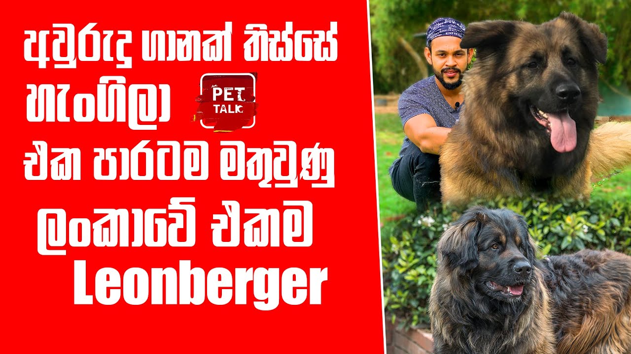 අවුරුදු ගානක් තිස්සේ හැංගිලා එක පාරටම මතුවුණු ලංකාවේ එකම Leonberger | Pet Talk