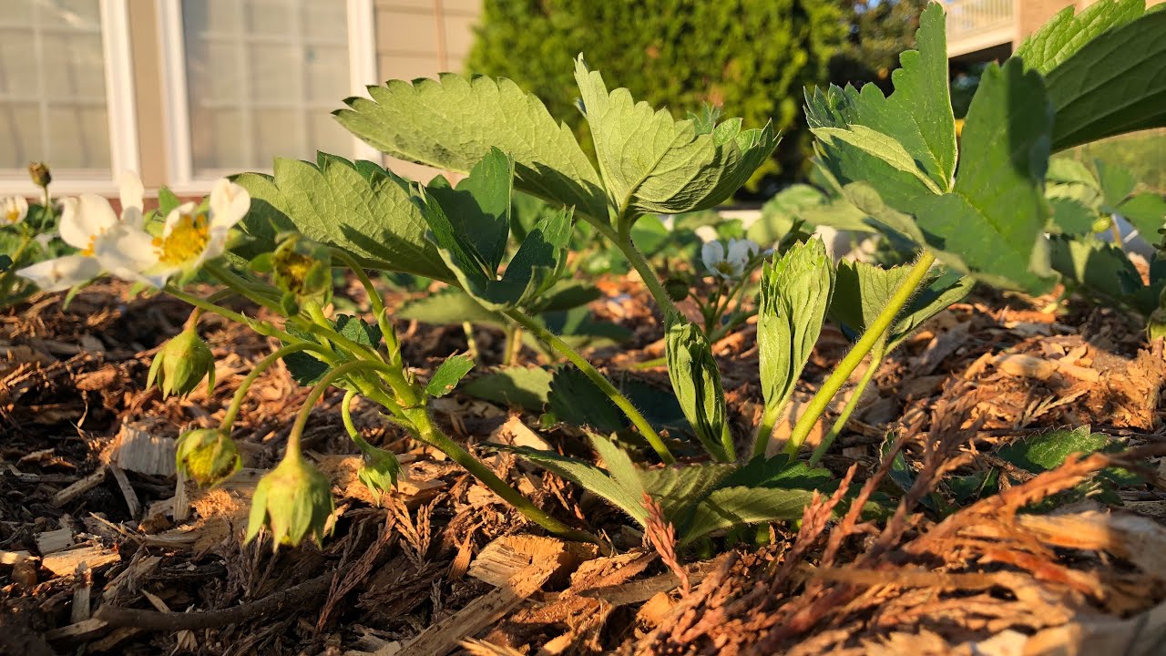 Growing Strawberries 1 month update (May 2022) | Seascape, Jewel, Earliglow Varieties