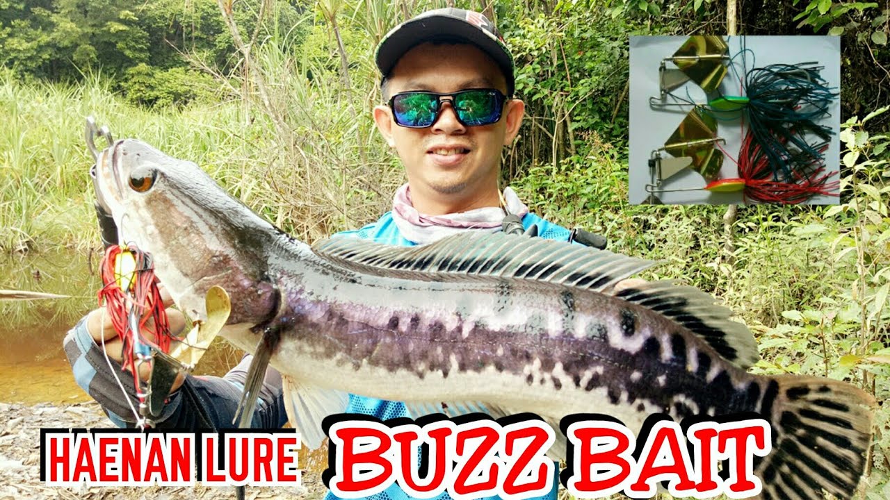 Mancing Casting Toman. Strike with Buzzbait HaenanLure