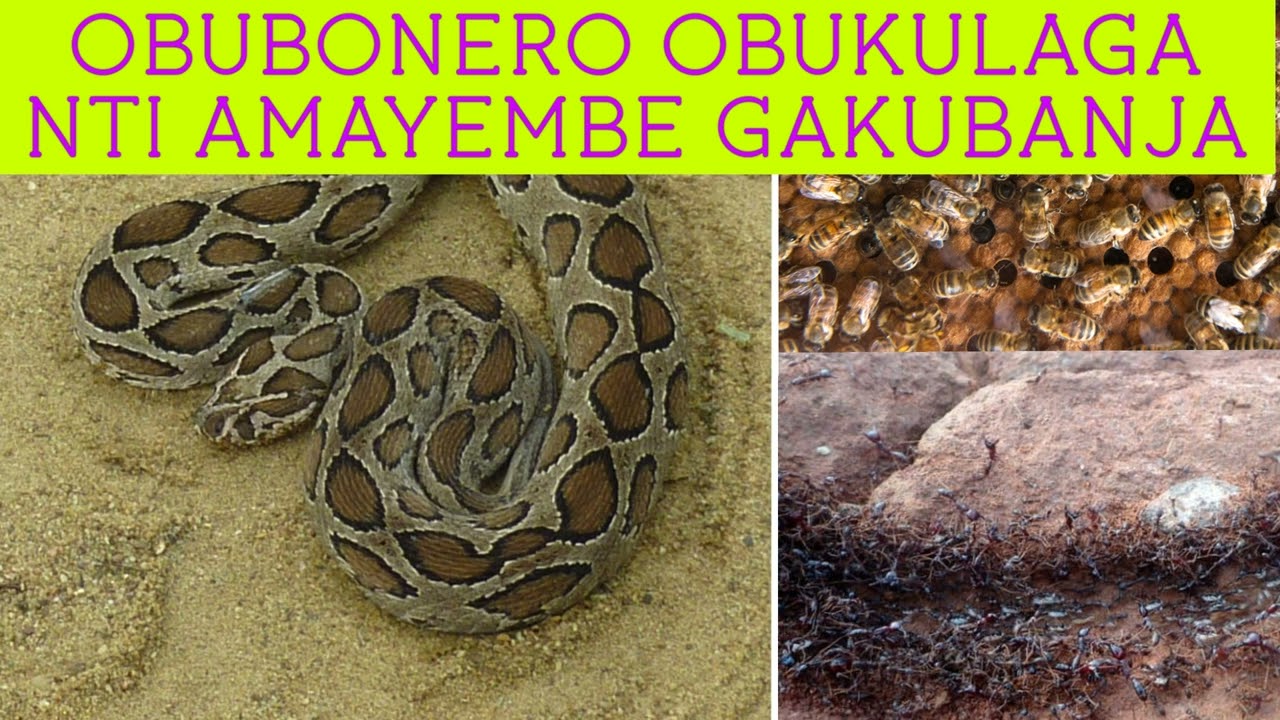OKIMANYI NTI AMAYEMBE galuma nga nga gabanja