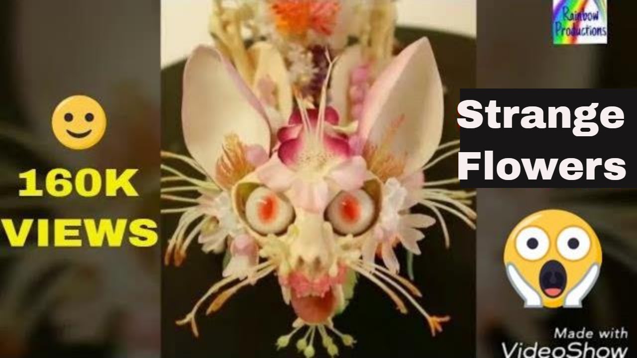 Beautiful Flowers In The World | Flowers Decoration at Home | Strange Flowers | Beautiful Flowers