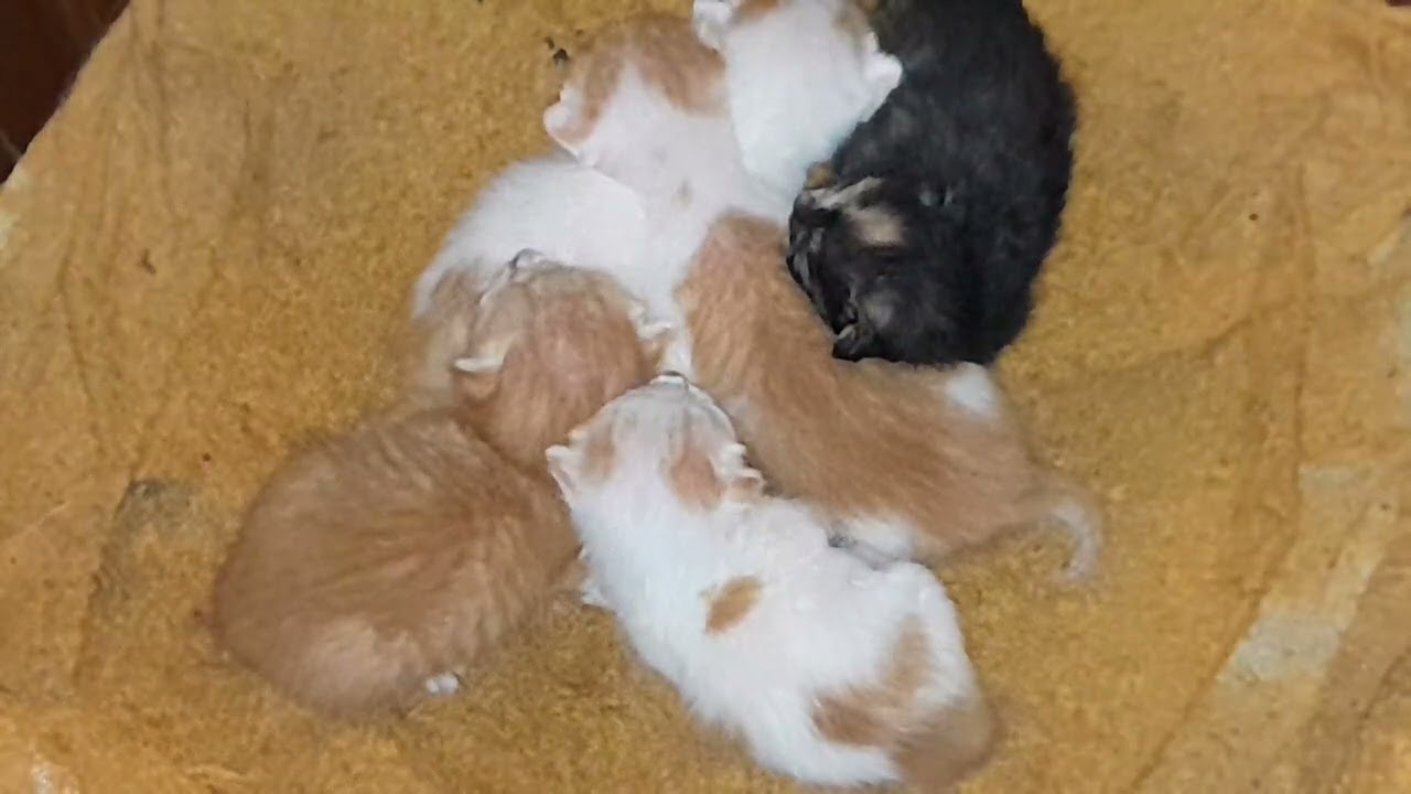 The newborn baby kittens are sleeping well together