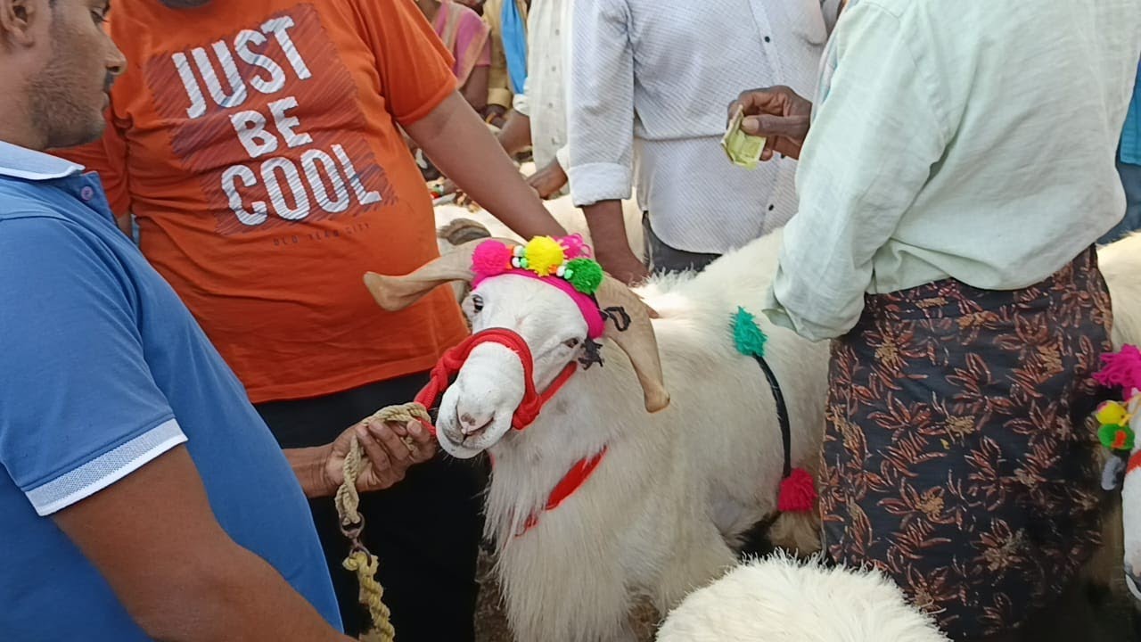 guntur nallapadu big size sheep kids | 6 to 12 months sheep kids