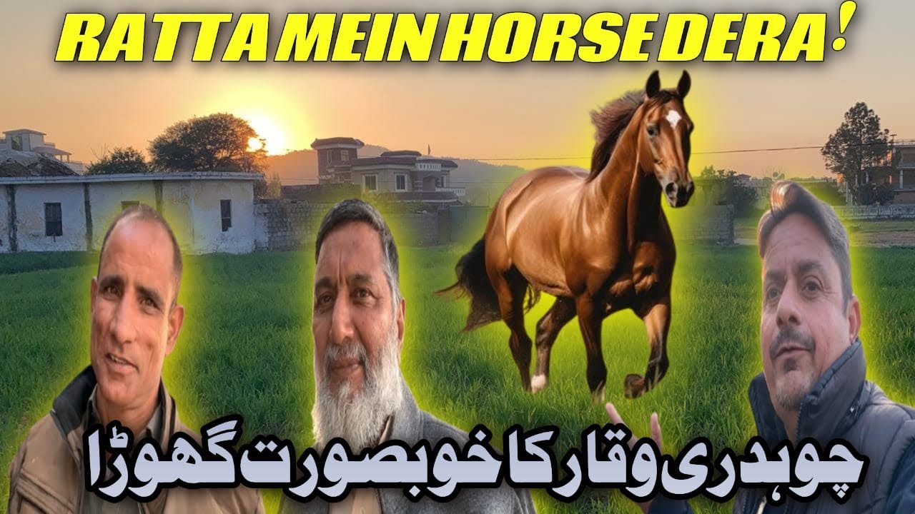 Beautiful Horses At Ratta | Expensive And Rare Breed Horses | Horse Vlog