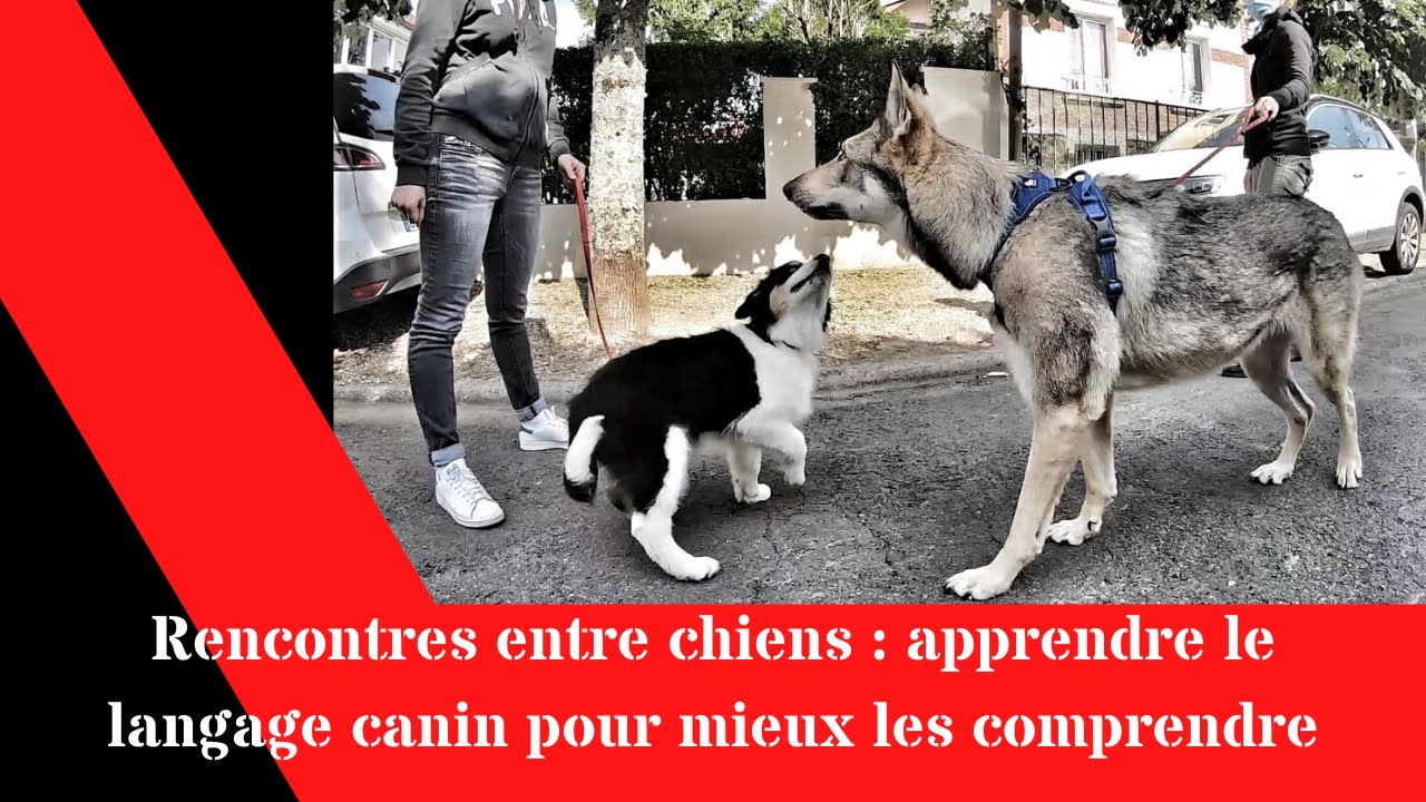 Rencontres entre chiens: apprendre le langage canin pour mieux les comprendre
