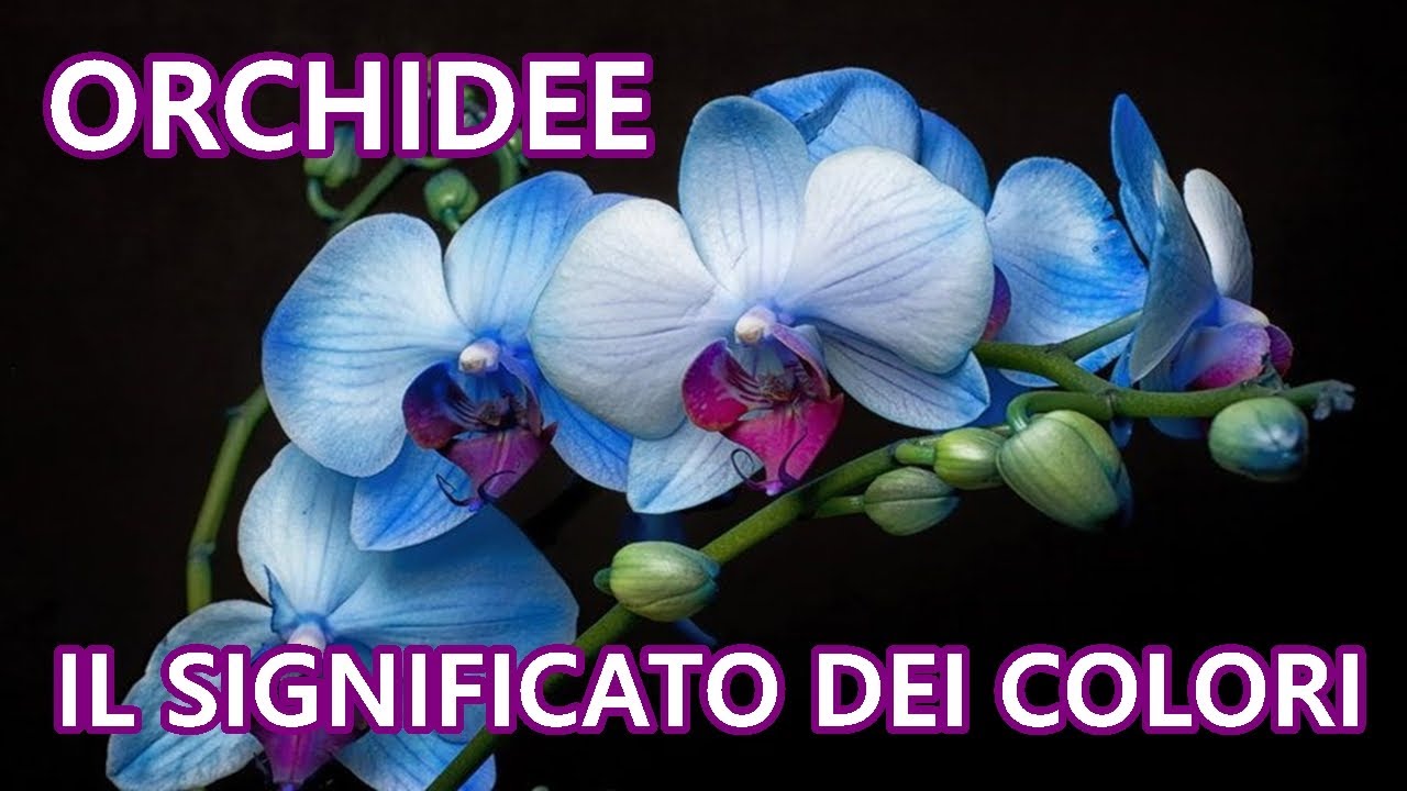 ORCHIDEE: IL LINGUAGGIO SEGRETO DEI COLORI | Scopri il Significato nascosto Questi Bellissimi Fiori