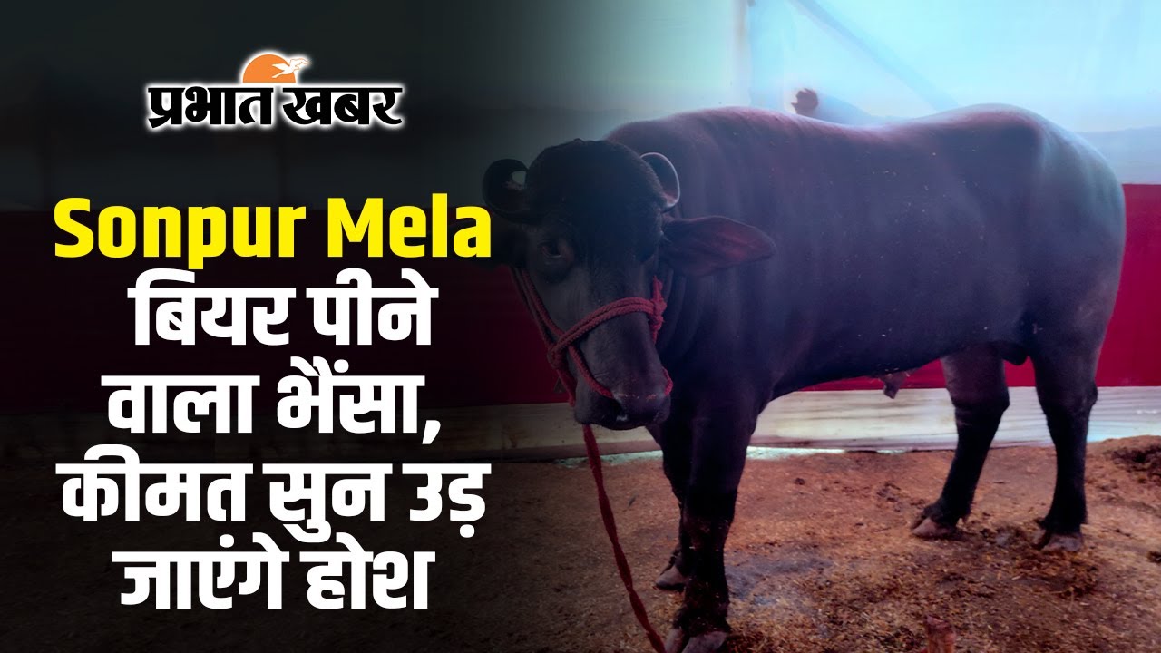 Sonpur Mela 2024: सोनपुर मेला में आया बियर पीने वाला दो करोड़ का भैंसा