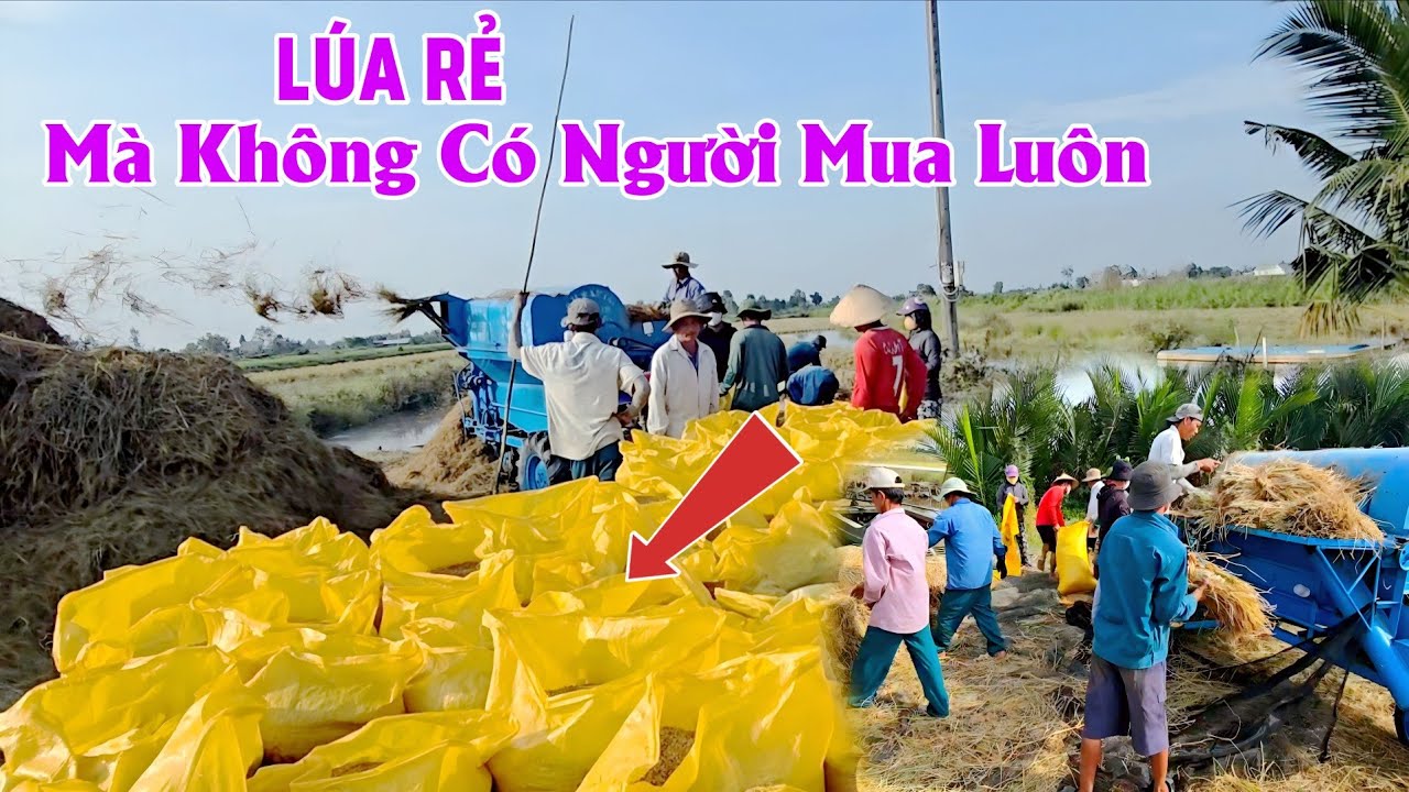 Ở Xả Biển Bạch Đông Cà Mau Lúa Thì Rẻ Mà Bán Không Ai Mua Khổ Quá Khổ #ngườicàmau
