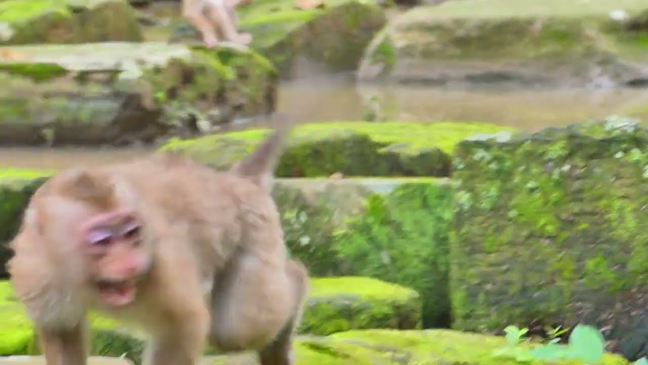 Best clip of Little monkey happy time eating food very yummy, They are so adorable family