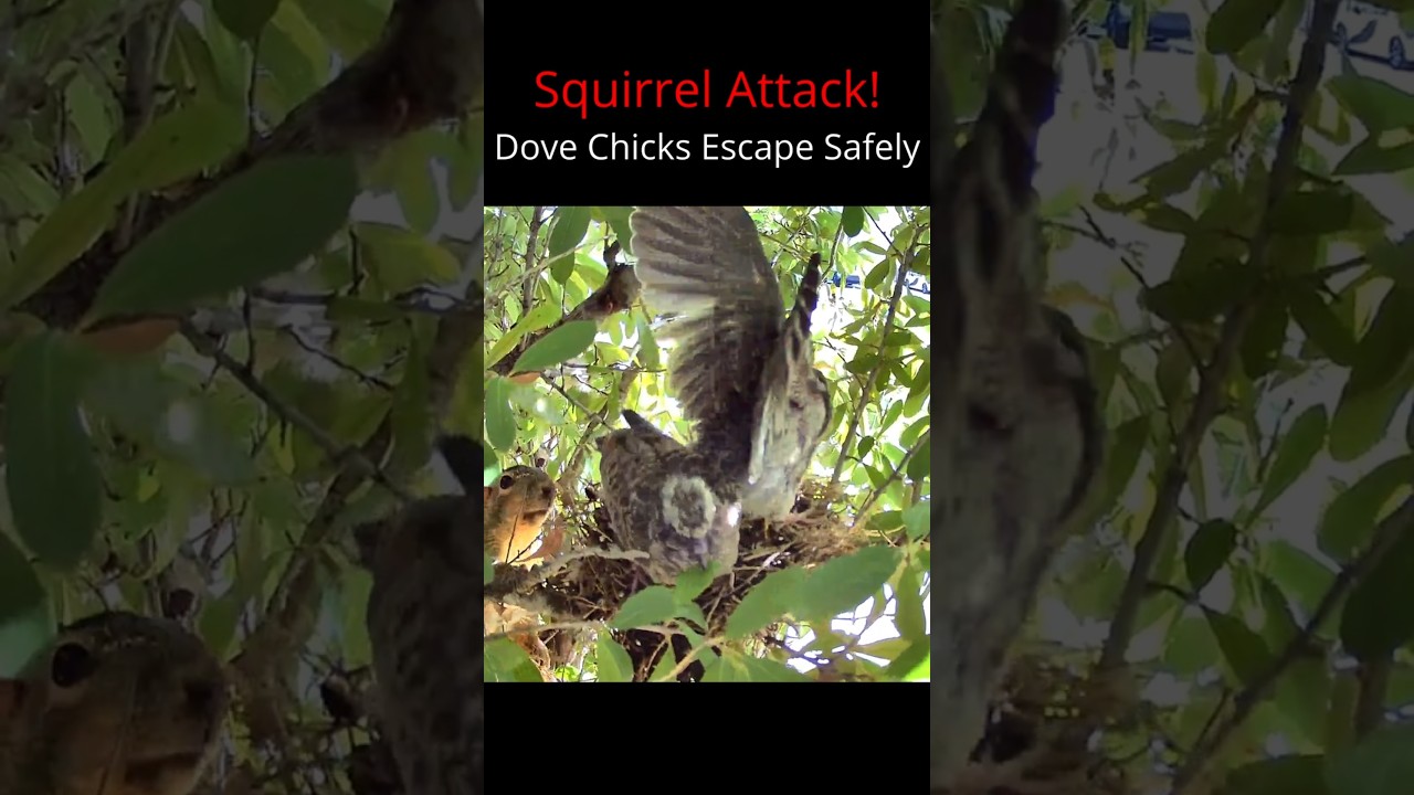 Squirrel Attack! Dove Chicks Escape Safely  #birds #birdnest #mourningdove #nest  #nature #wildlife