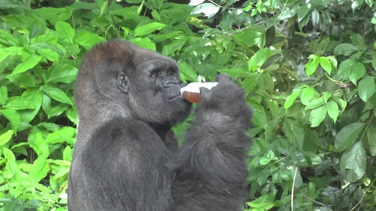 Monkey Jungle - Miami, FL