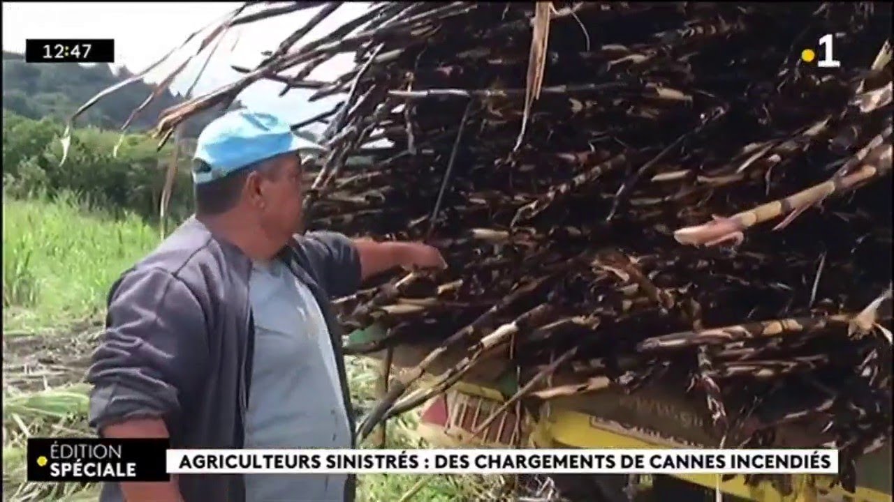 Agriculteurs sinistr&eacute;s : des chargements de cannes incendi&eacute;s