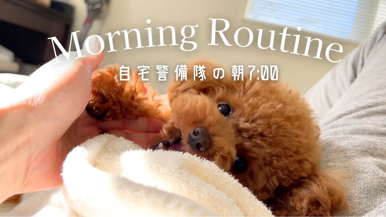 【アテレコ犬】なかなか起きない…自宅警備隊の平和なモーニングルーティン/凸凹トイプードル