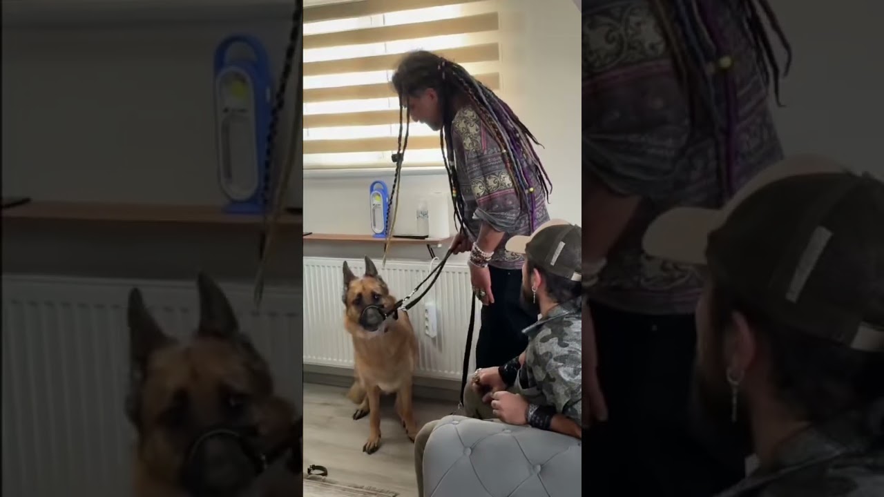AGRESİF ALMAN &Ccedil;OBAN K&Ouml;PEĞİ MARS