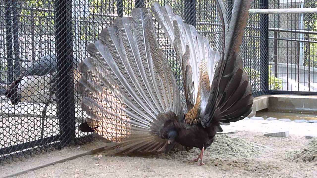 福岡市動物園　セイラン　Argusianus argus　の「愛のディスプレイ」（前から）