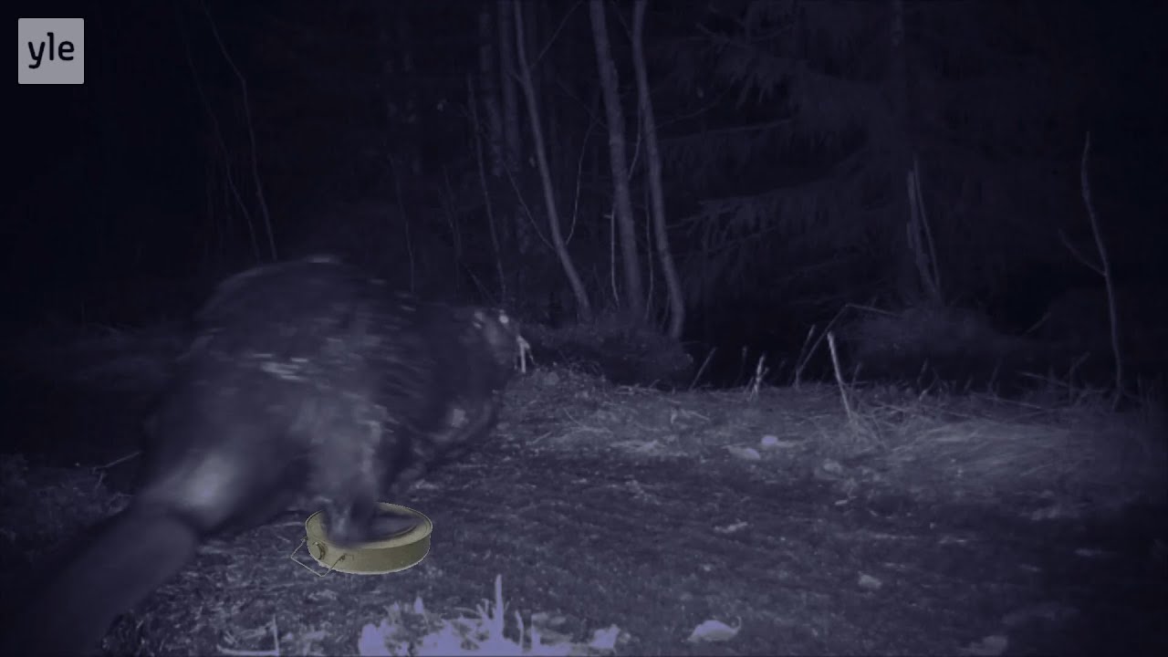 SinäTuubaPaska - Majava