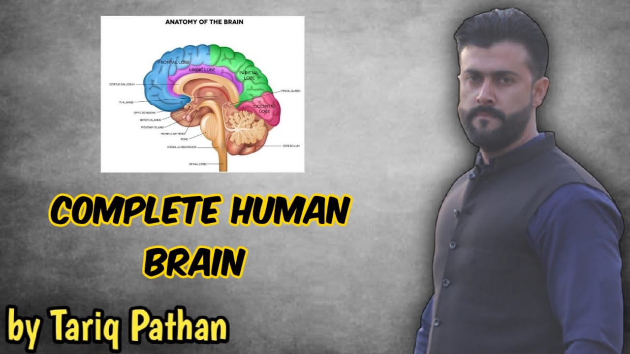 Chapter Co-ordination | Complete Human Brain explained by Tariq Pathan