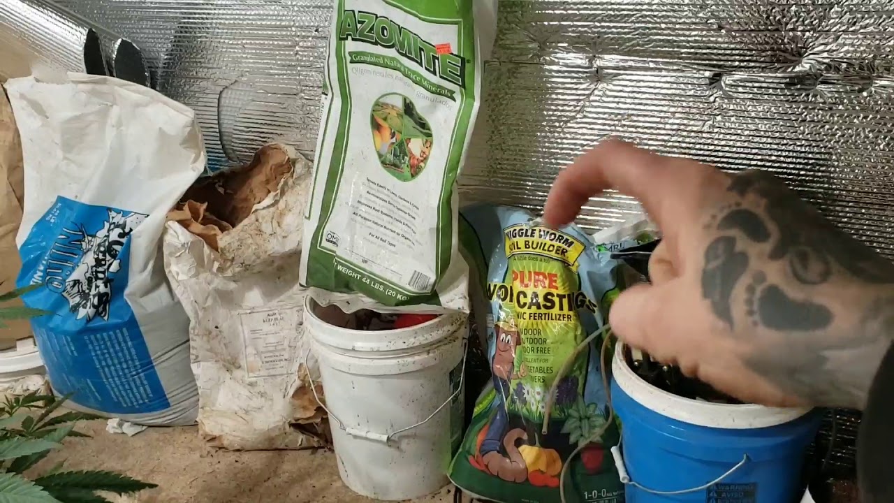 Tips for growing marijuana plants for 2020 season